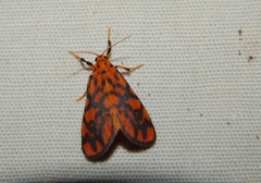 Tumicla sagenaria