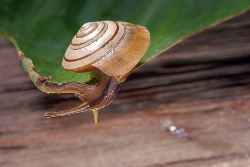 Genus Harmogenanina · iNaturalist