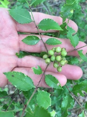 Zanthoxylum hirsutum