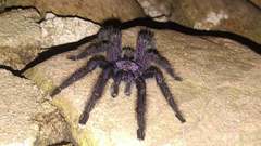 Avicularia purpurea