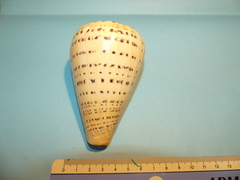 Conus betulinus