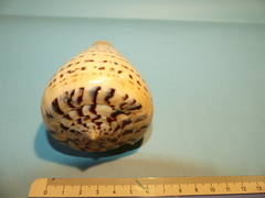 Conus betulinus