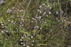 Allium rubens