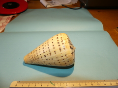 Conus betulinus
