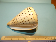 Conus betulinus