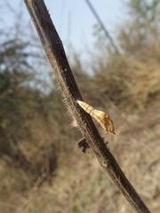 Colotis etrida etrida