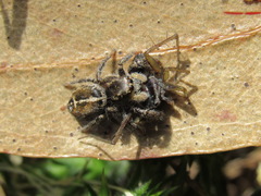 Pellenes tripunctatus