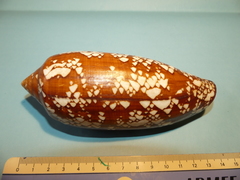 Conus aulicus