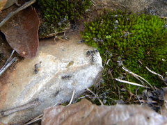 Liometopum apiculatum