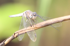 Palpopleura deceptor