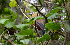 Perissocephalus tricolor