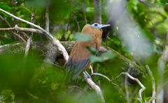 Perissocephalus tricolor