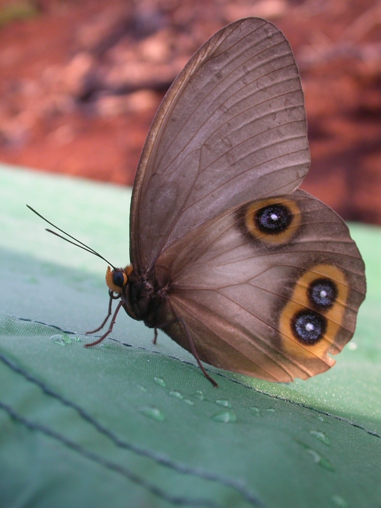 Taenaris domitilla