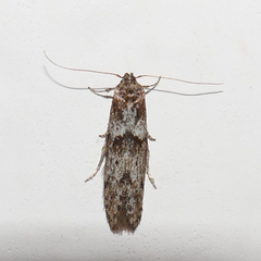 Lepidoptera