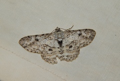 Ascotis reciprocaria