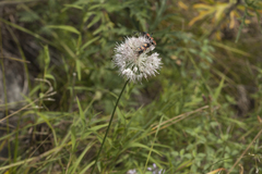 Allium clathratum