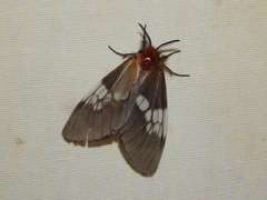 Palasea albimacula