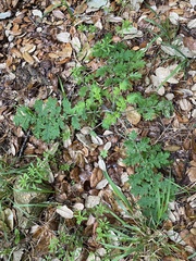 Phacelia congesta
