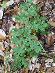 Phacelia congesta