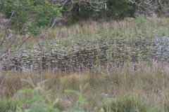 Nymphoides thunbergiana