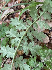 Phacelia congesta