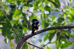 Eurylaimus ochromalus