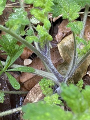 Phacelia congesta