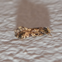 Lepidoptera