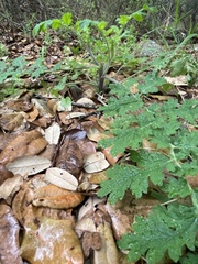 Phacelia congesta