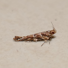 Lepidoptera