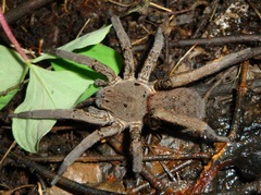Ancylometes concolor