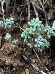 Sedum nuttallii