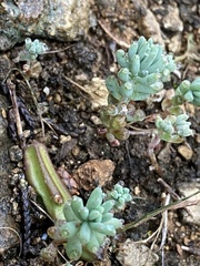 Sedum nuttallii