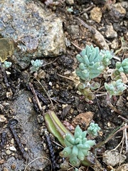 Sedum nuttallii