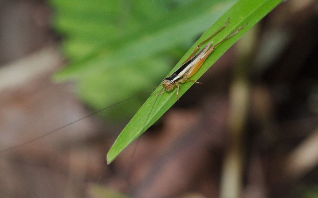 Euscyrtus bivittatus