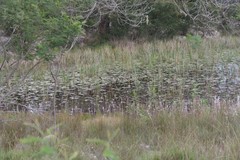 Nymphoides thunbergiana