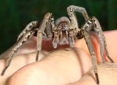 Ancylometes concolor