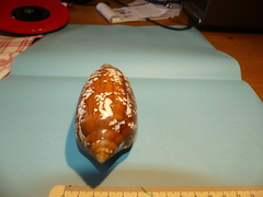 Conus aulicus
