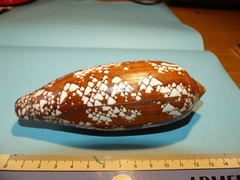 Conus aulicus