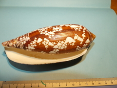 Conus aulicus