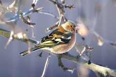 Fringilla coelebs