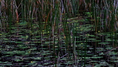 Nymphoides thunbergiana