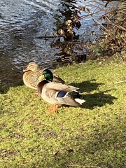 Anas platyrhynchos