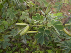 Senna apiculata