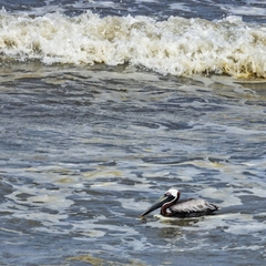 Pelecanus occidentalis occidentalis
