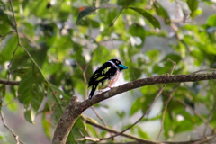 Eurylaimus ochromalus