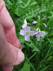 Cardamine pratensis