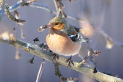 Fringilla coelebs