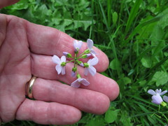 Cardamine pratensis