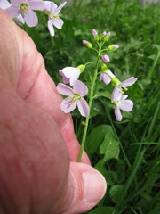 Cardamine pratensis